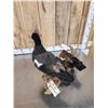 Image 6 : Pair Of African Shelducks Full Body Bird Taxidermy