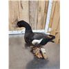 Image 7 : Pair Of African Shelducks Full Body Bird Taxidermy