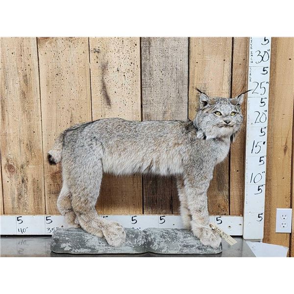 Alaskan Lynx Full Body Taxidermy Mount