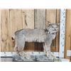 Image 1 : Alaskan Lynx Full Body Taxidermy Mount