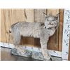 Image 2 : Alaskan Lynx Full Body Taxidermy Mount
