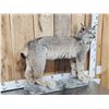 Image 3 : Alaskan Lynx Full Body Taxidermy Mount