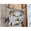 Image 4 : Alaskan Lynx Full Body Taxidermy Mount