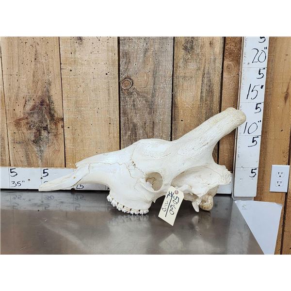 Giraffe Skull Taxidermy