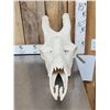 Image 2 : Giraffe Skull Taxidermy