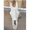 Image 4 : Giraffe Skull Taxidermy