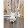 Image 5 : Giraffe Skull Taxidermy