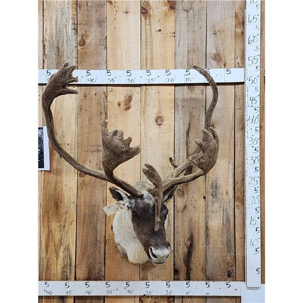 Caribou In Velvet Shoulder Mount Taxidermy
