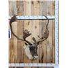 Image 1 : Caribou In Velvet Shoulder Mount Taxidermy