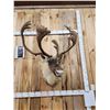 Image 2 : Caribou In Velvet Shoulder Mount Taxidermy
