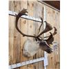 Image 3 : Caribou In Velvet Shoulder Mount Taxidermy
