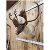 Image 4 : Caribou In Velvet Shoulder Mount Taxidermy