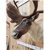 Image 5 : Caribou In Velvet Shoulder Mount Taxidermy