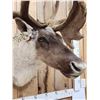 Image 6 : Caribou In Velvet Shoulder Mount Taxidermy