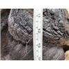 Image 10 : BIG African Cape Buffalo Shoulder Mount Taxidermy