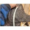 Image 11 : BIG African Cape Buffalo Shoulder Mount Taxidermy