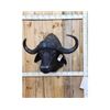 Image 1 : BIG African Cape Buffalo Shoulder Mount Taxidermy