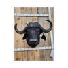 Image 2 : BIG African Cape Buffalo Shoulder Mount Taxidermy