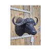 Image 3 : BIG African Cape Buffalo Shoulder Mount Taxidermy