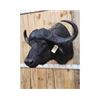 Image 4 : BIG African Cape Buffalo Shoulder Mount Taxidermy