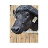 Image 5 : BIG African Cape Buffalo Shoulder Mount Taxidermy