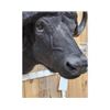 Image 6 : BIG African Cape Buffalo Shoulder Mount Taxidermy