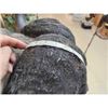 Image 7 : BIG African Cape Buffalo Shoulder Mount Taxidermy