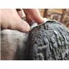 Image 8 : BIG African Cape Buffalo Shoulder Mount Taxidermy