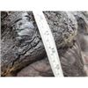 Image 9 : BIG African Cape Buffalo Shoulder Mount Taxidermy