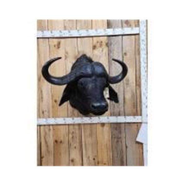Big African Cape Buffalo Shoulder Mount Taxidermy