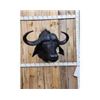 Image 1 : Big African Cape Buffalo Shoulder Mount Taxidermy