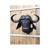 Image 2 : Big African Cape Buffalo Shoulder Mount Taxidermy