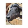 Image 5 : Big African Cape Buffalo Shoulder Mount Taxidermy