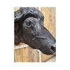 Image 6 : Big African Cape Buffalo Shoulder Mount Taxidermy