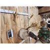 Image 10 : Big Double Shovel Caribou Shoulder Mount Taxidermy