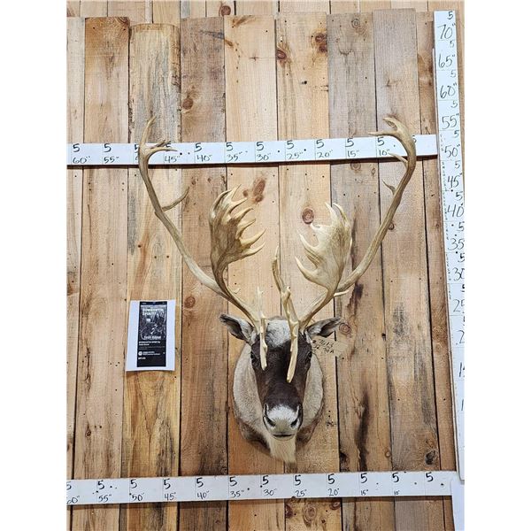 Big Double Shovel Caribou Shoulder Mount Taxidermy