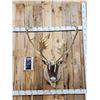 Image 1 : Big Double Shovel Caribou Shoulder Mount Taxidermy