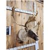 Image 2 : Big Double Shovel Caribou Shoulder Mount Taxidermy