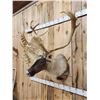 Image 3 : Big Double Shovel Caribou Shoulder Mount Taxidermy