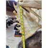Image 4 : Big Double Shovel Caribou Shoulder Mount Taxidermy