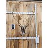Image 6 : Big Double Shovel Caribou Shoulder Mount Taxidermy