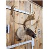 Image 7 : Big Double Shovel Caribou Shoulder Mount Taxidermy