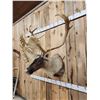 Image 8 : Big Double Shovel Caribou Shoulder Mount Taxidermy