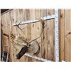 Image 9 : Big Double Shovel Caribou Shoulder Mount Taxidermy