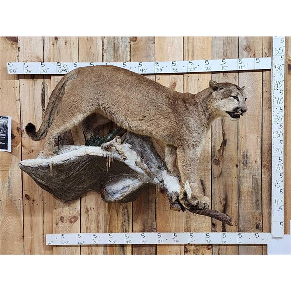 Big Mountain Lion Cougar Full Body Taxidermy Mount