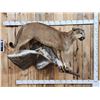 Image 1 : Big Mountain Lion Cougar Full Body Taxidermy Mount