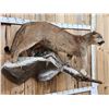 Image 2 : Big Mountain Lion Cougar Full Body Taxidermy Mount