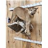 Image 3 : Big Mountain Lion Cougar Full Body Taxidermy Mount