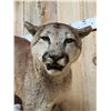 Image 4 : Big Mountain Lion Cougar Full Body Taxidermy Mount