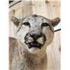 Image 5 : Big Mountain Lion Cougar Full Body Taxidermy Mount